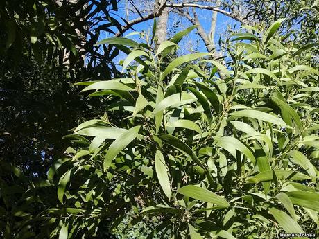 Aromo australiano (Acacia melanoxylon)