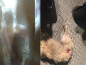 Hoy sé que no están solos, aún hay gente que los ayuda.