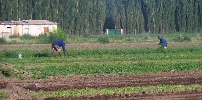 Inició el ciclo de análisis y control de mercadería bajo el sello “Horticultura responsable”