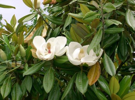 Immergrüne Magnolie – Wikipedia