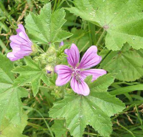 Malva Sylvestris Propiedades Y Beneficios De Esta Planta Paperblog