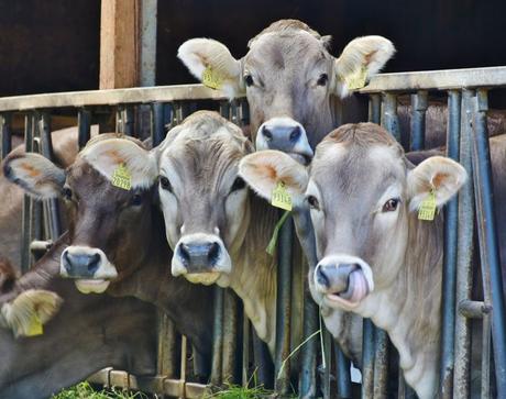 Industria cárnica, veganismo y medio ambiente