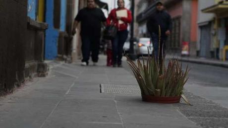 Abandono de las calles del Centro Histórico; ponen maceta en hoyo