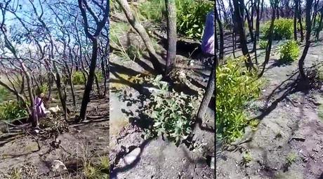 Video: La Sierra de San Miguelito se sigue recuperando