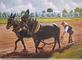 Resultado de imagen de arar con mula