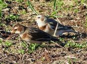 Escribano nival, subespecies