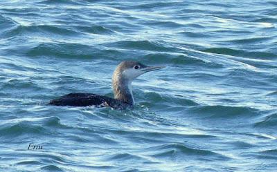 SOMORMUJO CUELLIRROJO EN COLINDRES