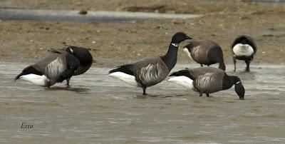 SOMORMUJO CUELLIRROJO EN COLINDRES