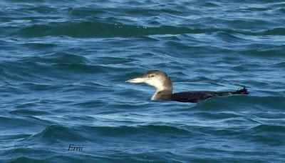 SOMORMUJO CUELLIRROJO EN COLINDRES