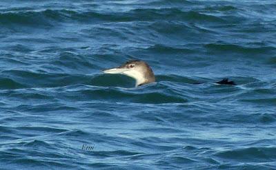 SOMORMUJO CUELLIRROJO EN COLINDRES