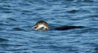 SOMORMUJO CUELLIRROJO EN COLINDRES
