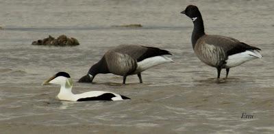 SOMORMUJO CUELLIRROJO EN COLINDRES