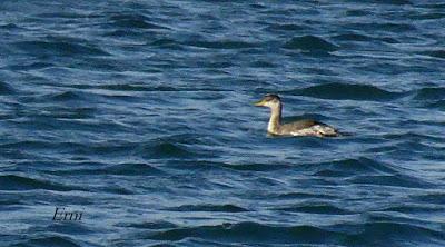 SOMORMUJO CUELLIRROJO EN COLINDRES