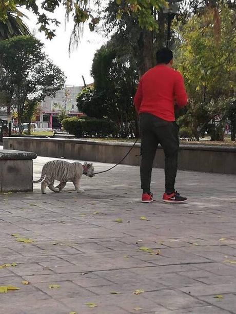 Pasean cachorro de Tigre blanco en jardín de Matehuala
