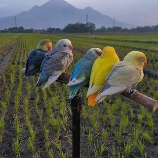 Pedro Sánchez promete un “Gobierno plural que hablará con varias voces, pero que emitirá el mismo mensaje” y arrecia la Coalición del Apocalipsis de la oposición. Pedro Sánchez promete un “Gobierno plural que hablará con varias voces, pero que emitirá el mismo mensaje” y arrecia la Coalición del Apocalipsis de la oposición.