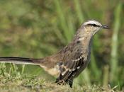Calandria grande