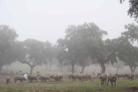 Híncale el diente al cerdo ibérico de bellota 2020