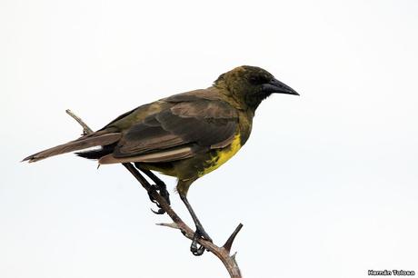 Primera salida del año (bis)