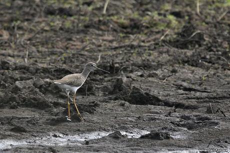 Primera salida del año (bis)