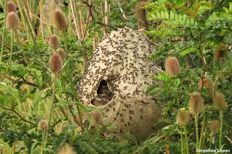 Primera salida del año (bis)