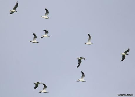 Primera salida del año (bis)