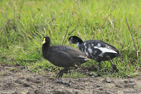 Primera salida del año (bis)