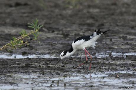 Primera salida del año (bis)