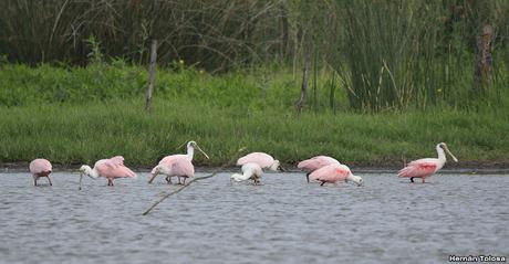Primera salida del año (bis)