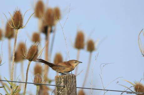 Primera salida del año (bis)
