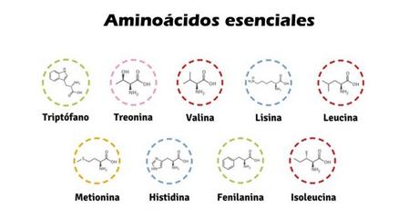 funciones-de-los-aminoácidos-1-640x333