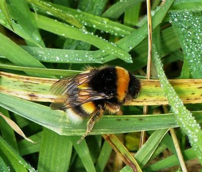 Abejorros en invierno