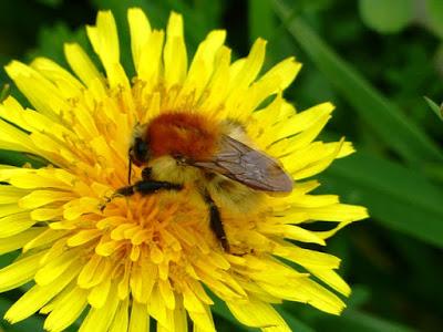 Abejorros en invierno