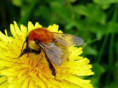 Abejorros en invierno