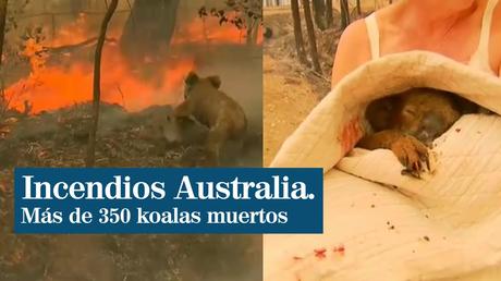 Resultado de imagen para incendios australia koala