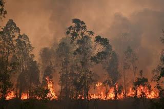 Incendios en Australia: esto también nos afecta a nosotros.