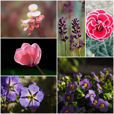 Plantas que dan flores todo el año Plantas que dan flores todo el año
