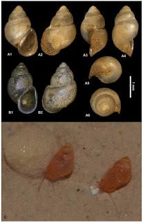 Nuevo género de gasterópodo en cuevas de Irán