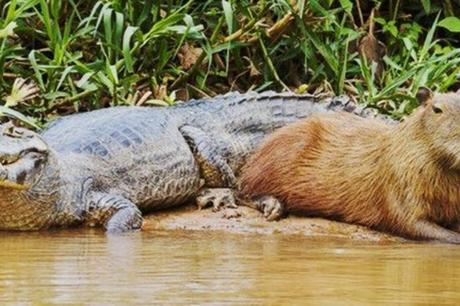 Capibara