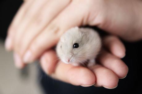 Hamster Chino