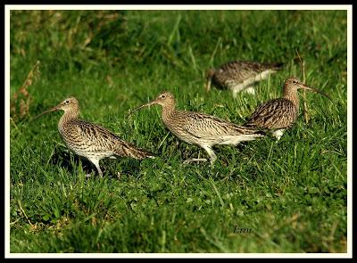 IMPORTANCIA DE LOS PASTOS COSTEROS