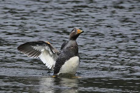Quetros voladores en el Nonthué