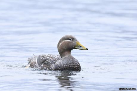 Quetros voladores en el Nonthué