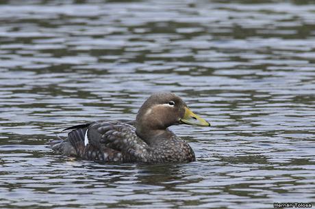 Quetros voladores en el Nonthué
