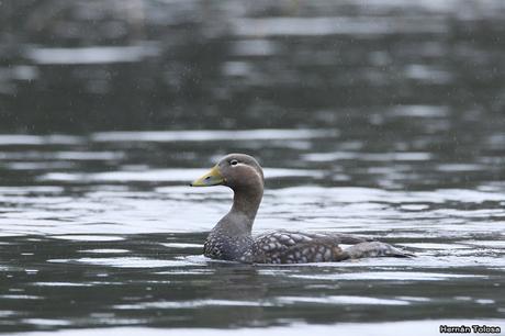 Quetros voladores en el Nonthué