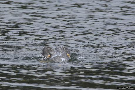 Quetros voladores en el Nonthué