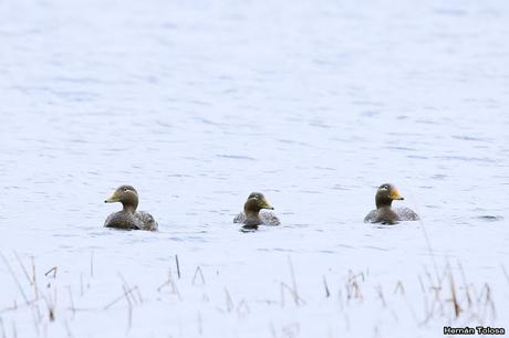 Quetros voladores en el Nonthué