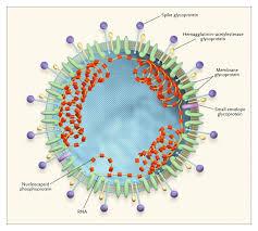 Coronavirus: ¿qué es y por qué está ‘de moda’?
