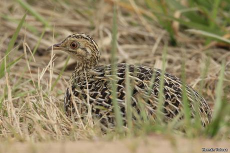 Una vuelta por Berra (septiembre de  2019)
