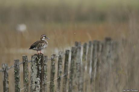 Una vuelta por Berra (septiembre de  2019)