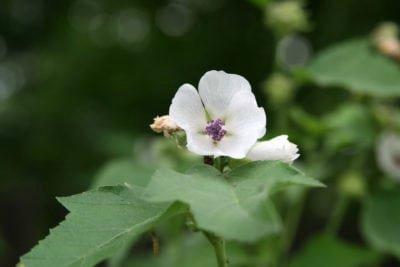 malvavisco propiedades